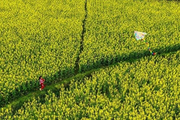 Colza, cártamo y camelina transforman los cultivos de invierno y ganan espacio en las rotaciones argentinas