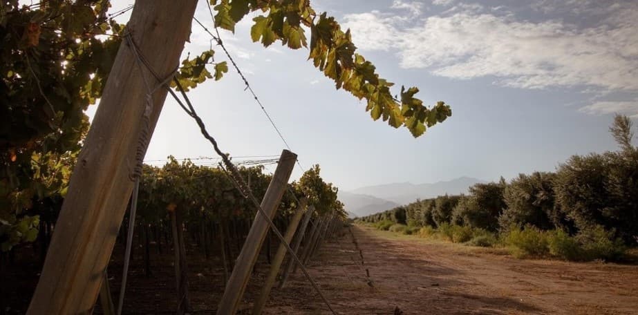 La Rioja busca reinventar su olivicultura para sobrevivir entre la falta de agua, los costos y la competencia internacional