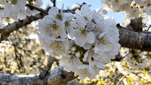 Los cerezos ultra tempranos florecen en Jujuy y apuntan a convertirse en la primera cosecha de Sudamérica