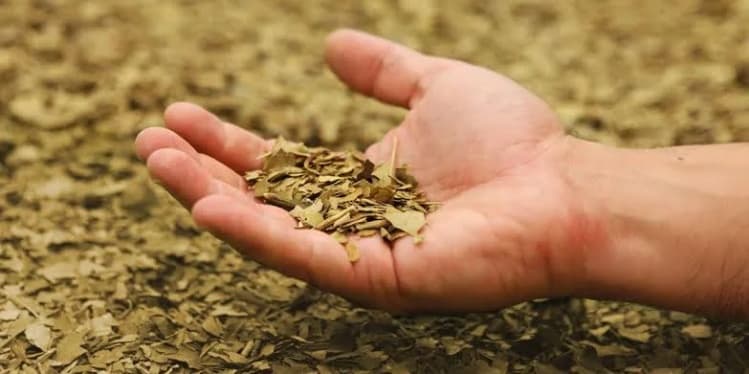 Yerba mate en España: la clave para conquistar el mercado europeo